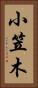 小笠木 Vertical Portrait