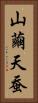 山繭 Vertical Portrait