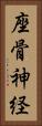 座骨神経 Vertical Portrait