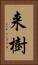 来樹 Vertical Portrait