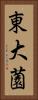 東大薗 Vertical Portrait