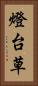 燈台草 Vertical Portrait