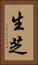 生芝 Vertical Portrait