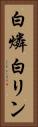 白燐 Vertical Portrait
