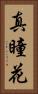 真瞳花 Vertical Portrait