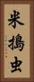 米搗虫 Vertical Portrait