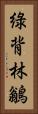 綠背林鶲 Vertical Portrait