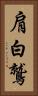 肩白鷲 Vertical Portrait
