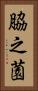 脇之薗 Vertical Portrait