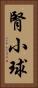 腎小球 Vertical Portrait