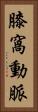 膝窩動脈 Vertical Portrait