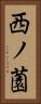 西ノ薗 Vertical Portrait