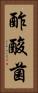 酢酸菌 Vertical Portrait