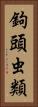 鉤頭虫類 Vertical Portrait
