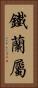 鐵蘭屬 Vertical Portrait