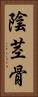 陰茎骨 Vertical Portrait