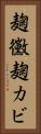 麹黴 Vertical Portrait