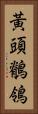 黃頭鶺鴒 Vertical Portrait