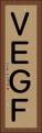 ＶＥＧＦ Vertical Portrait