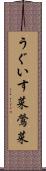 うぐいす菜 Scroll