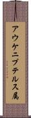 アウケニプテルス属 Scroll