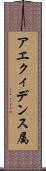 アエクィデンス属 Scroll