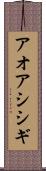 アオアシシギ Scroll