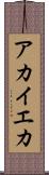 アカイエカ Scroll