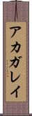 アカガレイ Scroll