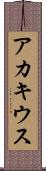 アカキウス Scroll