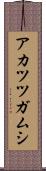 アカツツガムシ Scroll