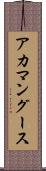 アカマングース Scroll
