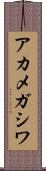 アカメガシワ Scroll