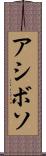 アシボソ Scroll
