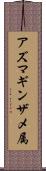 アズマギンザメ属 Scroll