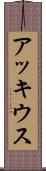 アッキウス Scroll