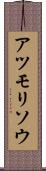 アツモリソウ Scroll