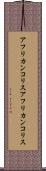 アフリカンコリス Scroll