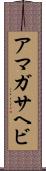 アマガサヘビ Scroll