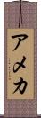 アメカ Scroll
