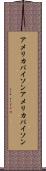 アメリカバイソン Scroll