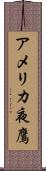 アメリカ夜鷹 Scroll