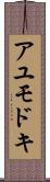 アユモドキ Scroll