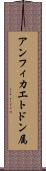 アンフィカエトドン属 Scroll