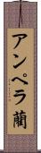 アンペラ藺 Scroll