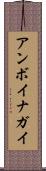アンボイナガイ Scroll