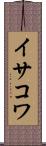 イサコワ Scroll
