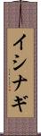 イシナギ Scroll