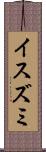 イスズミ Scroll