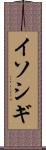 イソシギ Scroll